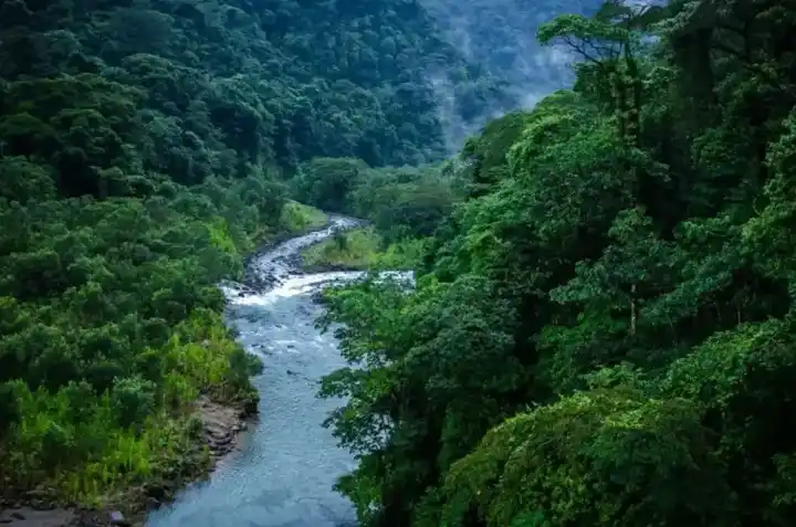 Paisaje de bosque y río compartido